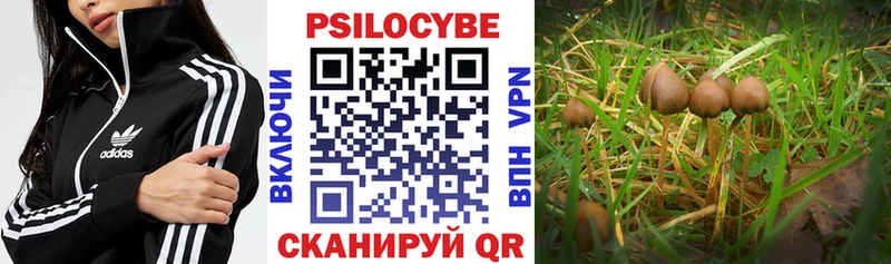 Псилоцибиновые грибы GOLDEN TEACHER  купить наркоту  Кольчугино 